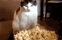 tZm0J19.gif