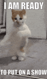 marvel-rivals-cat.gif