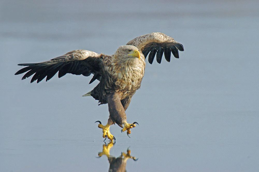 eagle-boss.jpg