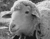 sheep-chewing.gif
