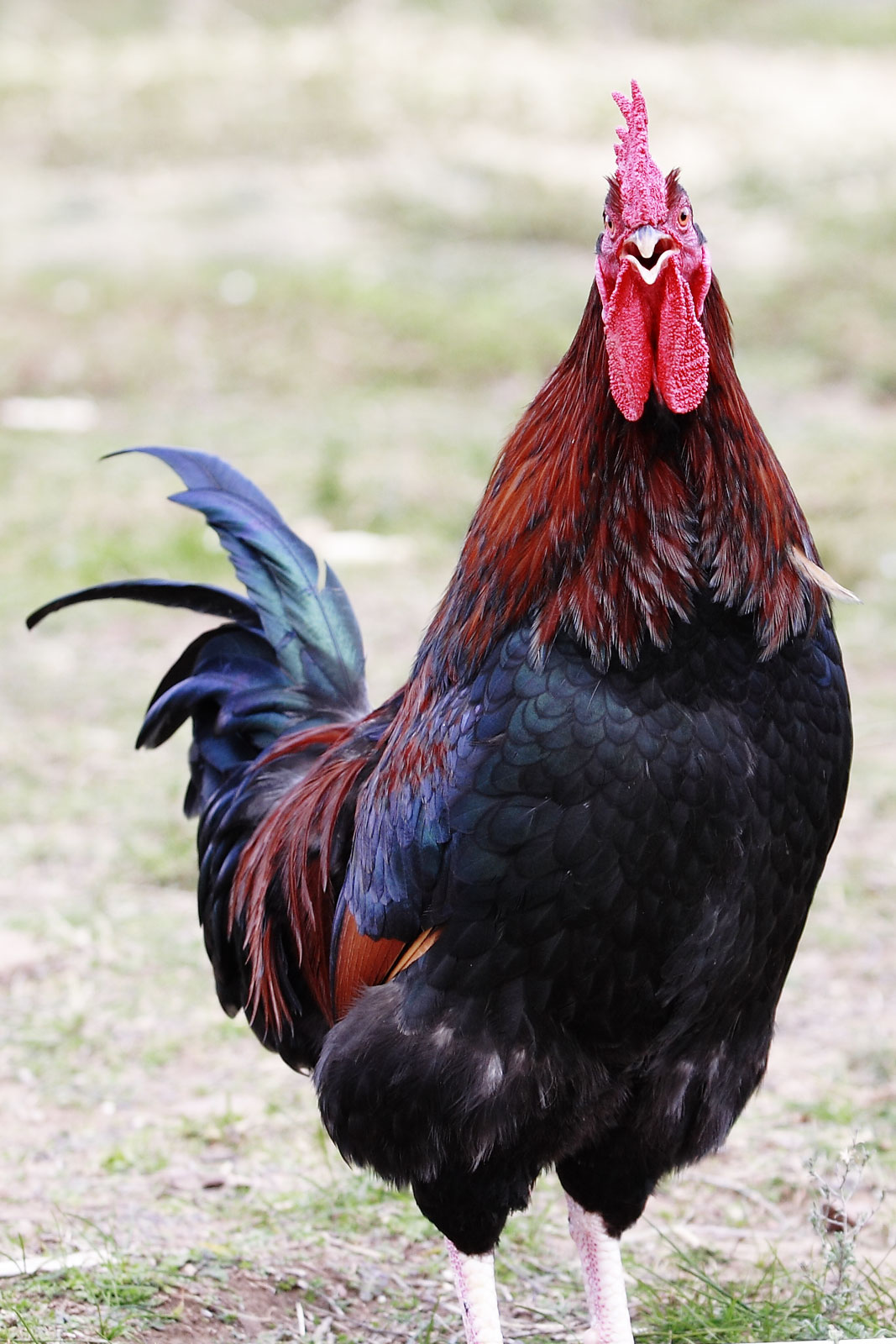 Rooster_open_beak.jpg