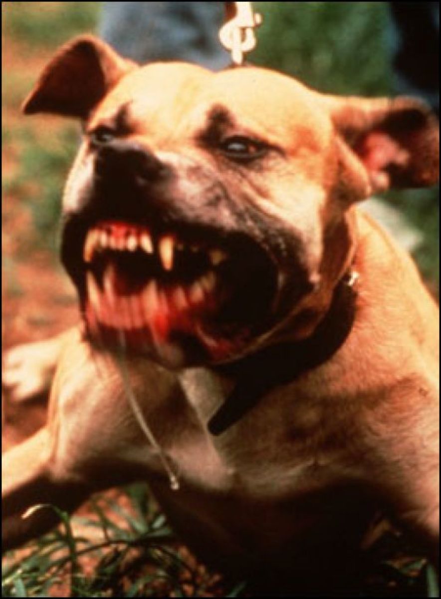 pit-bull.jpg
