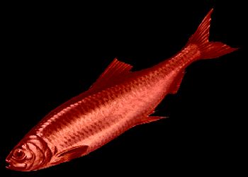 red_herring1.png