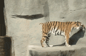 UtUf.gif