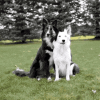 200w.gif
