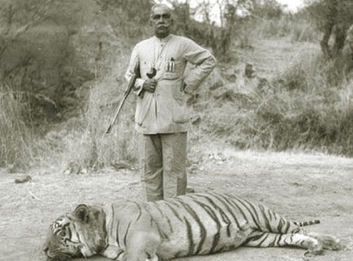 tiger.jpg