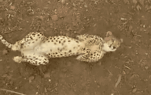 jLtSPK.gif