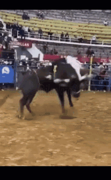 Bull Riding GIFs | Tenor