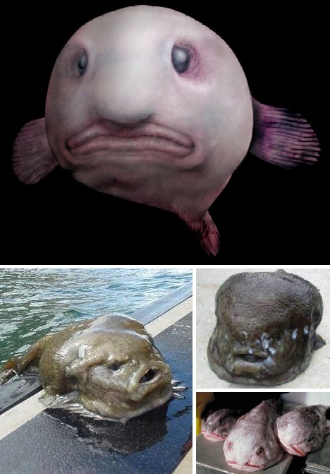 blobfish.jpg
