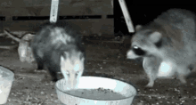 wildlifecam-twitch.gif