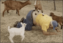 Goat Yoga GIFs | Tenor
