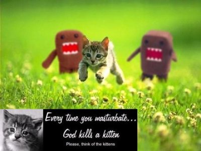 kittendomo.jpg