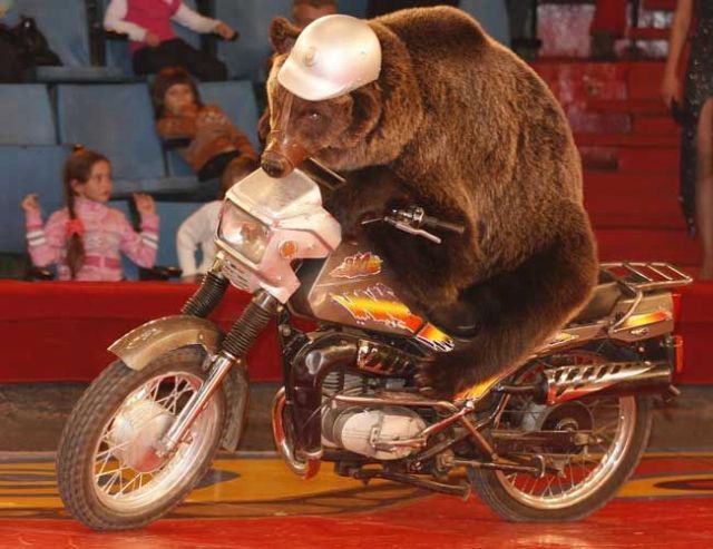 bear_on_a_motorcycle_267455.jpg