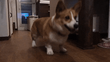 200.gif