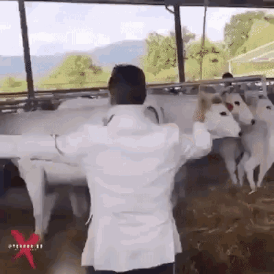cow-kick.gif