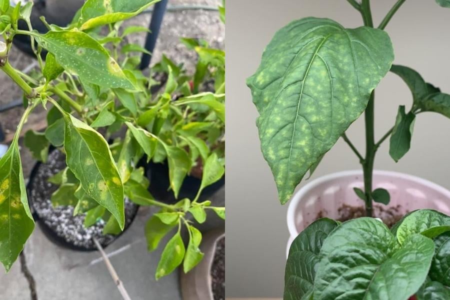 gardenforindoor.com