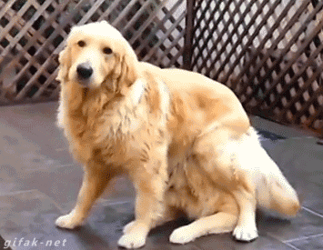 9a5d6c1331efcc19051aa62c38b01648.gif