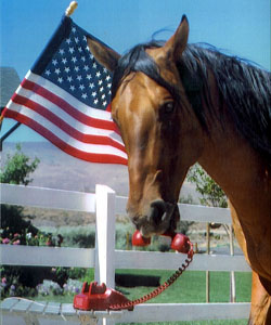 cholla_horse_artist_phone.jpg