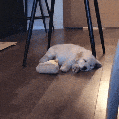 giphy-downsized-large.gif