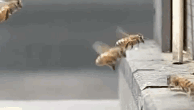Michael_Bay_Bees.0.gif