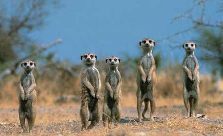 meerkat1.jpg