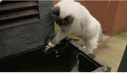 giphy.gif