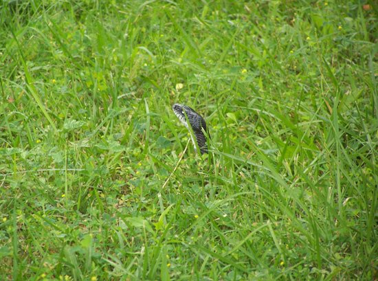 Snake_in_the_Grass1.jpg
