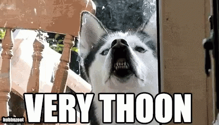 dog-husky-soon-gif-7801078.gif