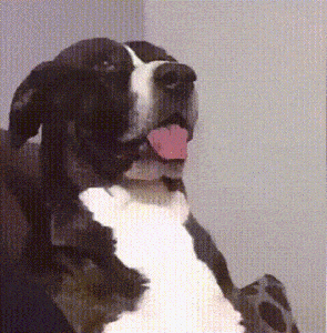9069561-B-836-F-47-EC-A296-070671538230.gif