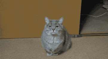 200.gif