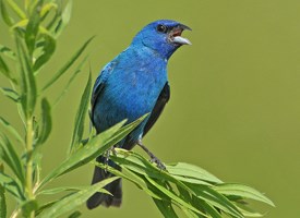 indigo_bunting_glamor.jpg