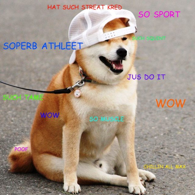 doge-athlete.jpg