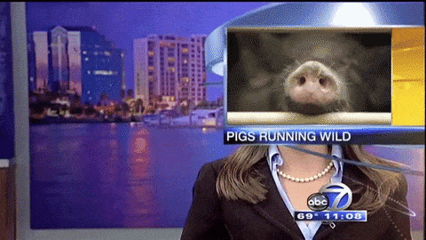giphy-downsized-large.gif