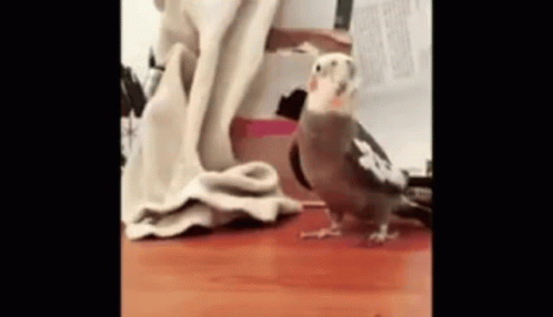 bird-boom.gif