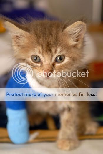 LameKitten.jpg