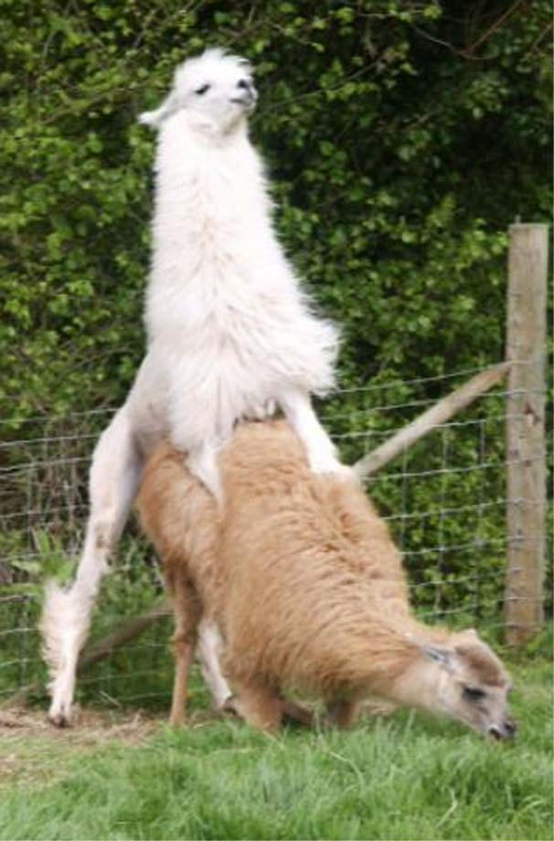 llamas_humping_by_rabiddogboy.jpg