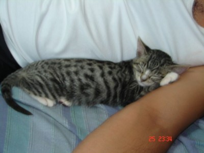 t_cats5_meses_009_147.jpg