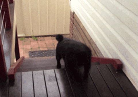 giphy.gif