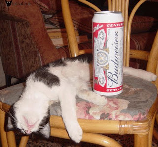 drunk_cat.jpg