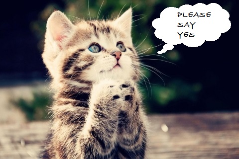 Please+Say+Yes.jpg