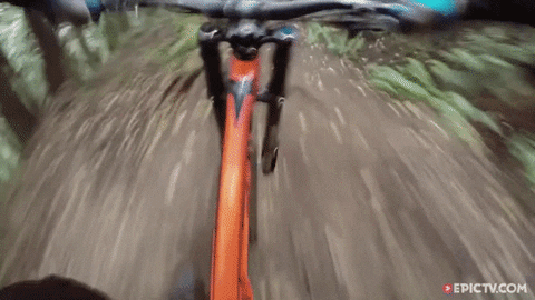 giphy.gif
