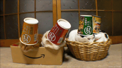 cats-in-hats.gif