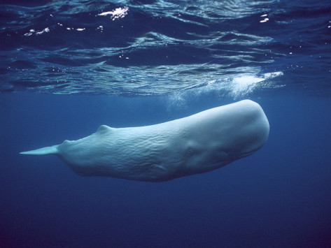 white-whale.jpg