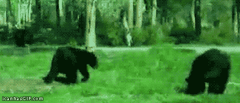 funny-bears-fighting-drunk-animated-gif.gif