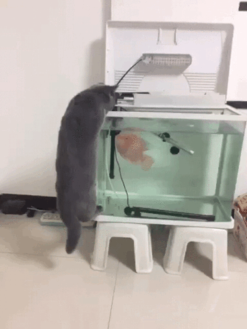 giphy.gif