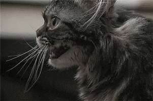 200.gif