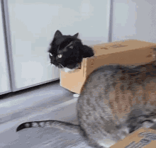 cat-box.gif
