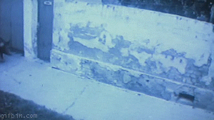 1260795401_pig-rider.gif