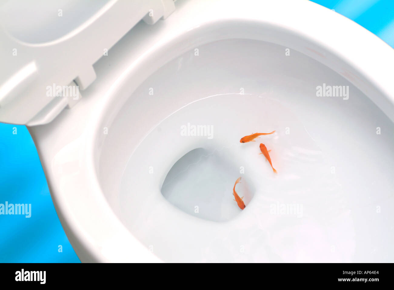 goldfish-swimming-in-toilet-bowl-AP64E4.jpg