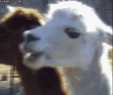 crazy_llama.gif